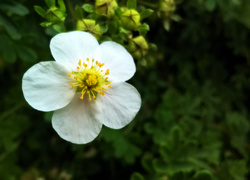 Biały kwiat truskawki