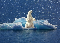 Biały niedźwiedź polarny na bryle lodu