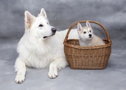 Pies, Biały owczarek szwajcarski, Szczeniak, Siberian husky, Wiklinowy, Koszyk