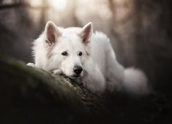 Leżący, Pies, Biały owczarek szwajcarski