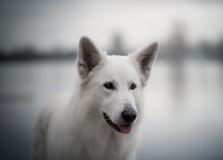 Pies, Biały owczarek szwajcarski, Mordka, Rozmyte, Tło