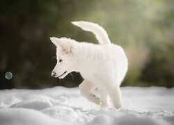 Pies, Szczeniak, Biały owczarek szwajcarski, Bańka