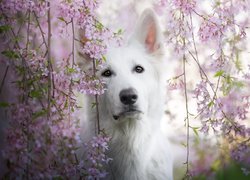 Pies, Biały owczarek szwajcarski, Gałązki, Różowe, Kwiaty