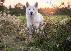Pies, Biały owczarek szwajcarski, Trawa, Krzewy, Kwiaty