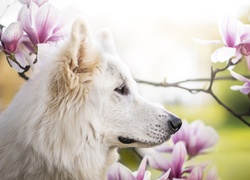 Pies, Biały owczarek szwajcarski, Kwiaty, Magnolie