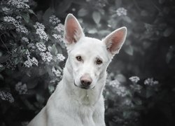 Pies, Biały owczarek szwajcarski, Owczarek amerykańsko-kanadyjski, Mordka, Krzew, Kwiaty