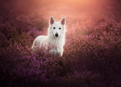 Pies, Biały owczarek szwajcarski, Wrzosy