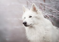 Pies, Biały owczarek szwajcarski, Mordka, Gałązki, Śnieg
