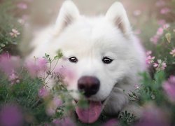 Biały, Pies, Samojed, Kwiaty, Zbliżenie