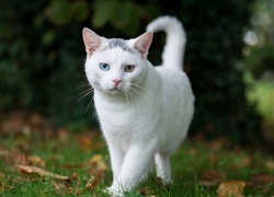 Biały słodki kotek