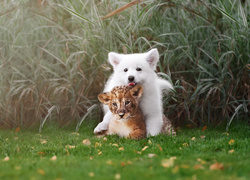 Biały szczeniak i lwiątko podczas zabawy w trawie