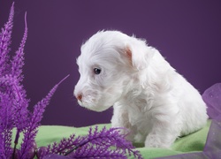 Biały szczeniak przy fioletowej roślince