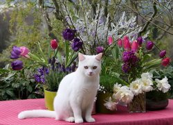 Biały, Kot, Turecki van, Kwiaty, Tulipany, Gałązki, Różowy, Obrus
