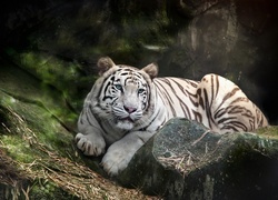 Biały tygrys bengalski na omszałych kamieniach