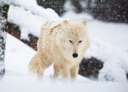 Biały wilk polarny na śniegu