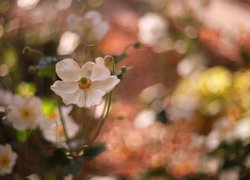 Białe, Zawilce japońskie, Kwiaty