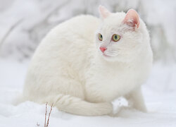 Biały zielonooki kot na śniegu