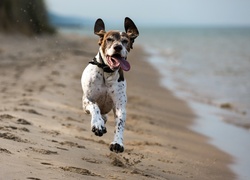 Pies, Wyżeł niemiecki krótkowłosy, Morze, Plaża, Język