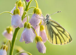 Motyl, Bielinek bytomkowiec, Zbliżenie, Gałązka, Liliowe, Kwiaty