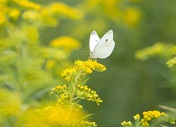 Motyl, Bielinek kapustnik, Żółta, Roślina, Nawłoć