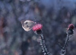 Motyl, Bielinek, Kwiat, Oset