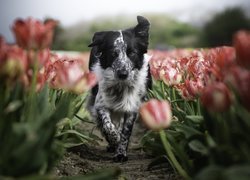 Border collie pośród tulipanów