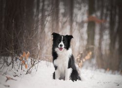 Pies, Border collie, Las, Śnieg