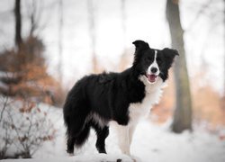 Pies, Border collie, Drzewa, Śnieg