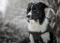 Pies, Border collie, Mordka, Śnieg, Rozmyte, Tło