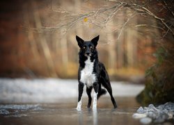 Pies, Border collie, Rzeka, Drzewa, Gałązki