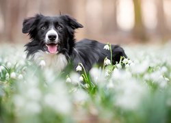Pies, Border collie, Mordka, Łąka, Kwiaty, Śnieżyce