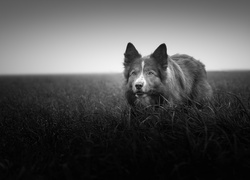 Border collie w trawie na czarno-białej fotografii
