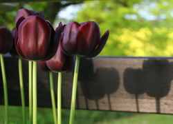 Bordowe tulipany rzucające cień na deski