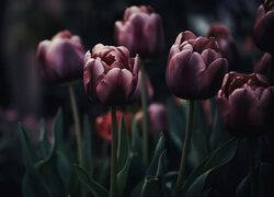 Kwitnące, Tulipany, Ciemne tło