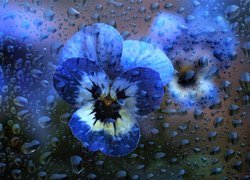 Kwiat, Niebieski, Bratek, Krople