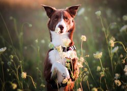 Pies, Brązowo-biały, Border collie, Łąka, Kwiaty
