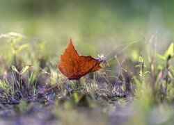 Brązowy liść na trawie