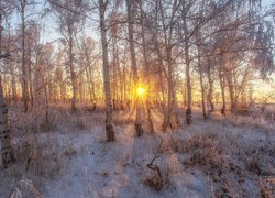 Brzozowy las w promieniach słońca zimą