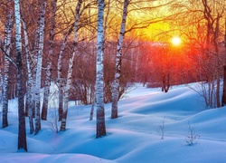 Brzozowy las zasypany śniegiem w blasku zachodzącego słońca