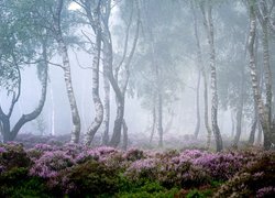 Drzewa, Las, Brzozy, Mgła, Wrzosowisko, Wrzosy, Park Narodowy Peak District, Hrabstwo Derbyshire, Anglia