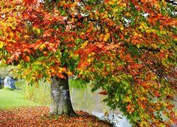 Jesień, Drzewo, Buk, Rzeka
