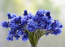 Kwiaty, Niebieskie, Szafirki, Bukiecik