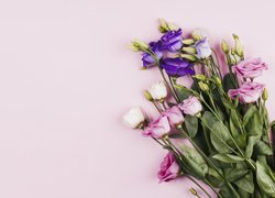 Eustoma, Kolorowe, Kwiaty