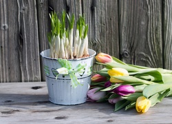 Bukiet kolorowych tulipanów obok roślin w wiaderku