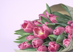 Bukiet różowych tulipanów w papierze