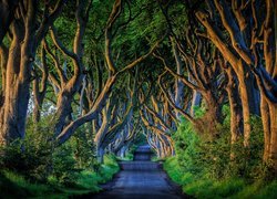 Irlandia Północna, Hrabstwo Antrim, Bukowa aleja Dark Hedges, Droga, Drzewa, Buki