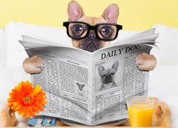 Buldog francuski w okularach czytający gazetę