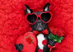 Walentynki, Pies, Buldog francuski, Okulary, Serce, Róże