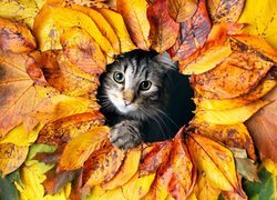 Bury kotek w jesiennych liściach