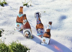 Butelki piwa w śniegu